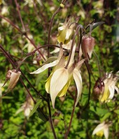 Aquilegia buergeriana 